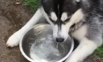 Защо кучето пие много вода
